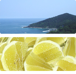 日南海岸と日向夏 日南海岸と日向夏