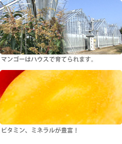 完熟マンゴーはハウスで育てられます 完熟マンゴーの花