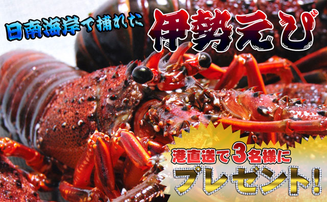 日南海岸で捕れた伊勢海老プレゼント 日南海岸で捕れた伊勢海老プレゼント