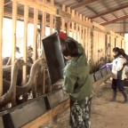 大学生が農業体験