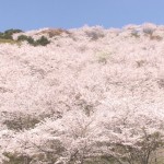 桜満開の花立公園