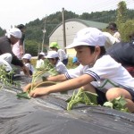 児童がサツマイモの苗植えに挑戦