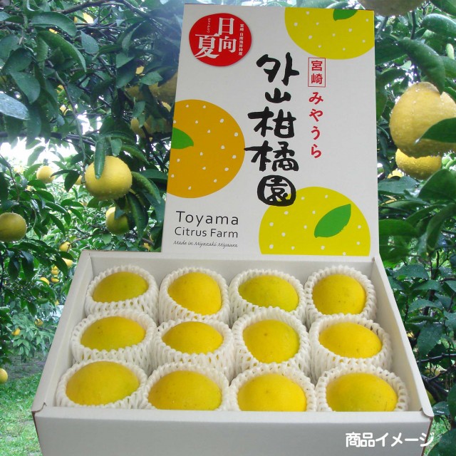 夏に食べられる 日向夏