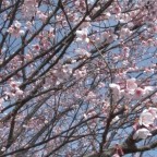 早咲き桜 日南寒咲一号