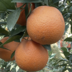 観光農園 タンカン狩り