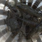 テナガエビ漁でエビまき汁