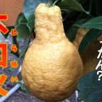 不知火の収穫（デコポン）