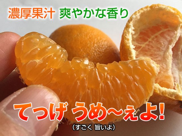 PR】宮崎県日南市宮浦から産地直送「ぽんかん」 | 日南テレビ!（公式）