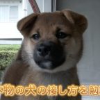 小学生が保健所を見学