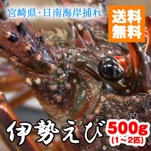 活き伊勢えび 送料無料