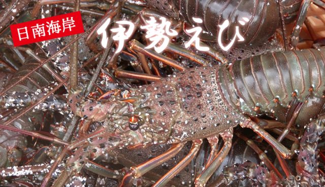 日南海岸捕れ「伊勢えび」