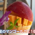 日南マンゴー同盟始動！