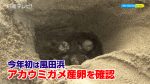 今年初は風田浜 アカウミガメの産卵を確認