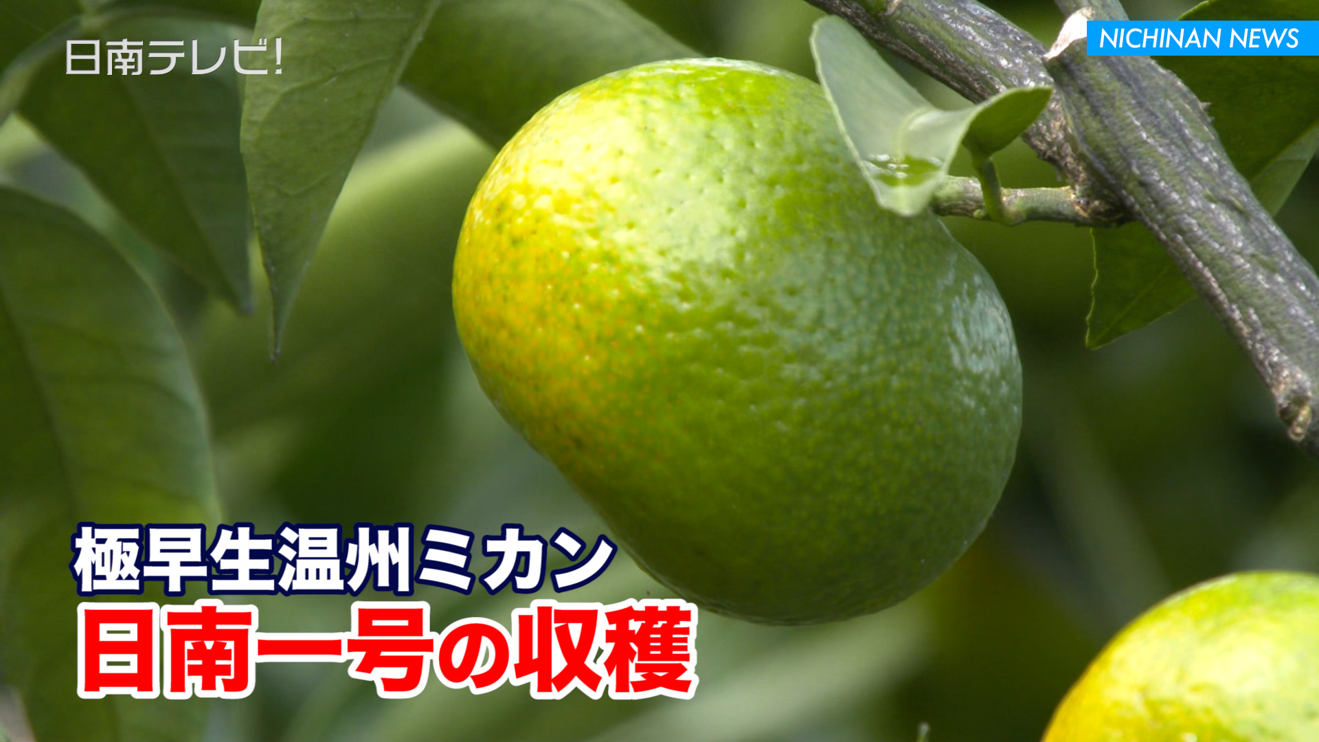 極早生温州ミカン「日南一号」の収穫