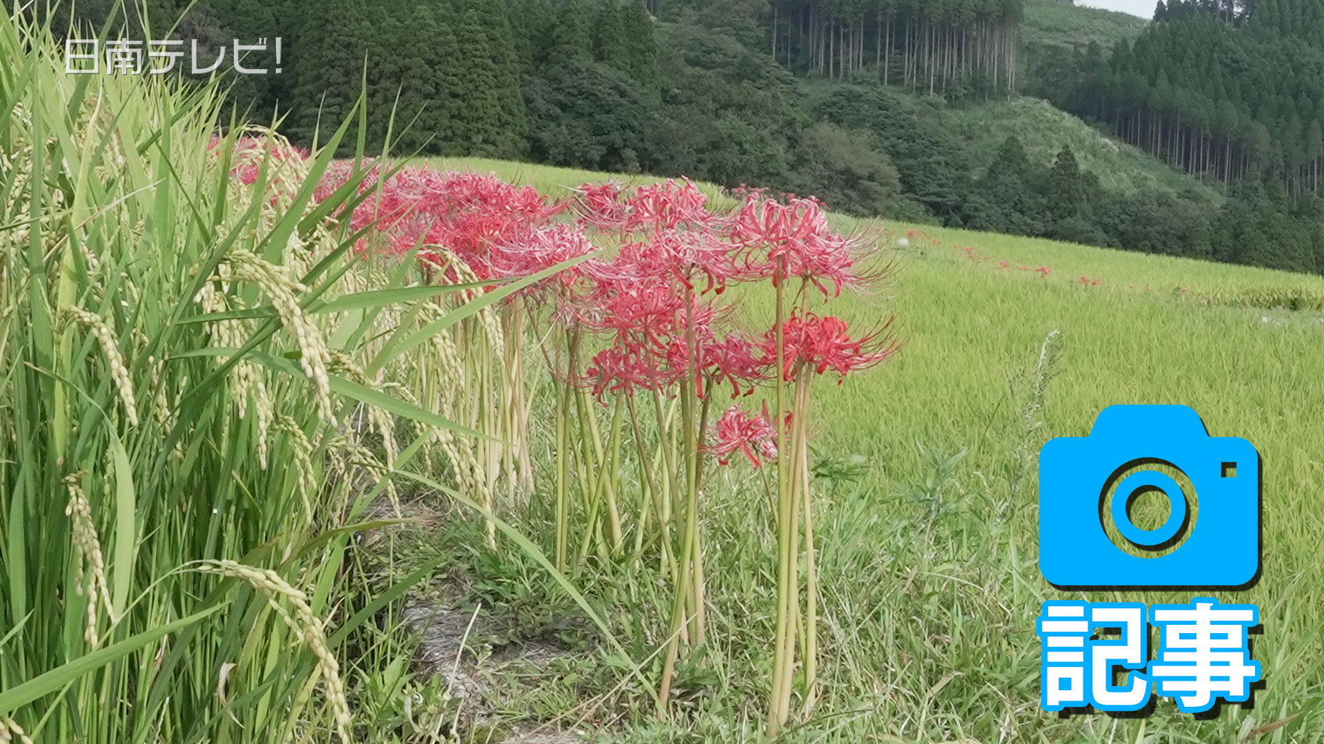 坂元棚田のヒガンバナ