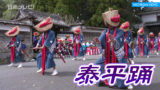 泰平踊の定期公演