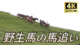 日南海岸 都井岬に生息する野生馬の馬追い