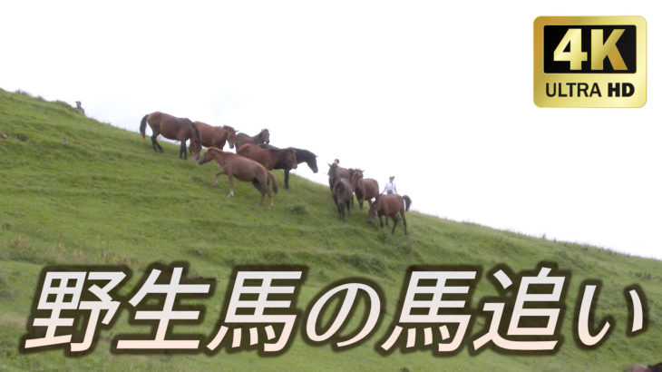 都井岬に生息する野生馬の馬追い