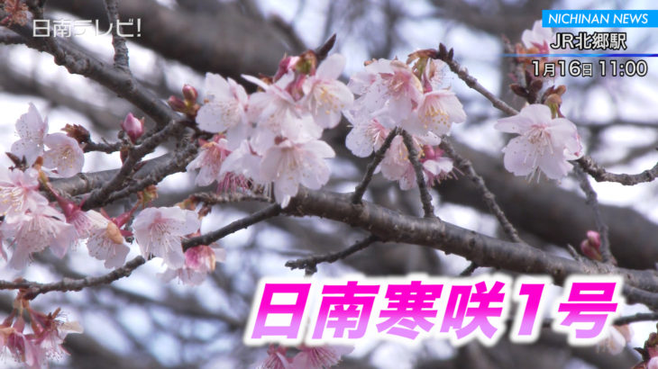 もうすぐ見頃 早咲き桜「日南寒咲1号」