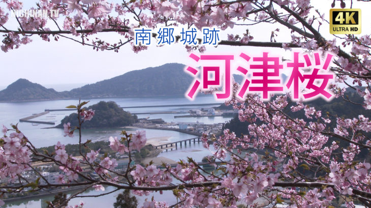 南郷城跡にある早咲きの河津桜