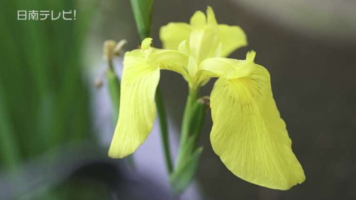 黄菖蒲