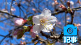 早くも開花の桜「日南寒咲１号」
