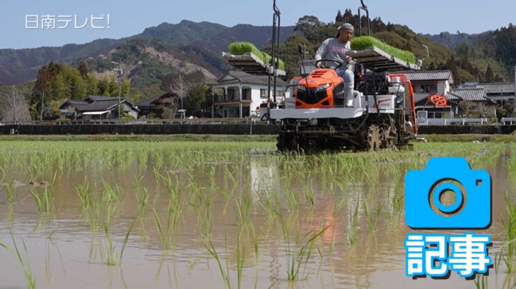 渇水対策の日南市　超早場米の田植え始まる