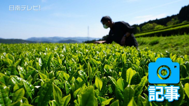 新茶の収穫準備
