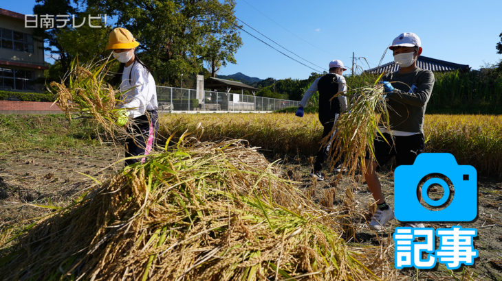 実りの秋 小学生が稲刈りに挑戦！