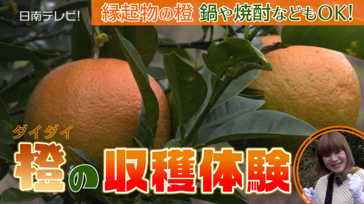橙ミカンの収穫体験