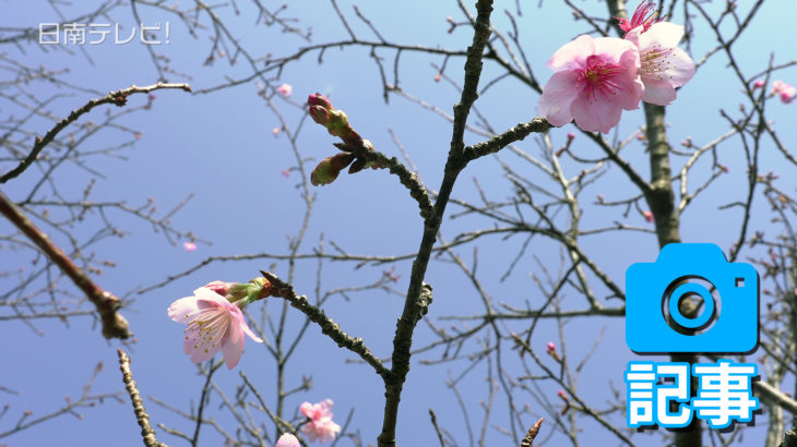 早咲きの桜「日南寒咲１号」が開花
