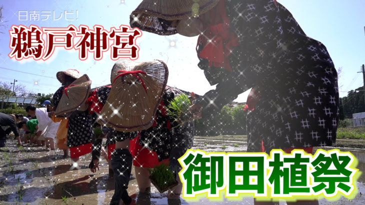 鵜戸神宮「御田植祭」小学生が3年ぶりに参加