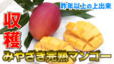 みやざき完熟マンゴー収穫　宮崎ブランド「太陽のタマゴ」25周年
