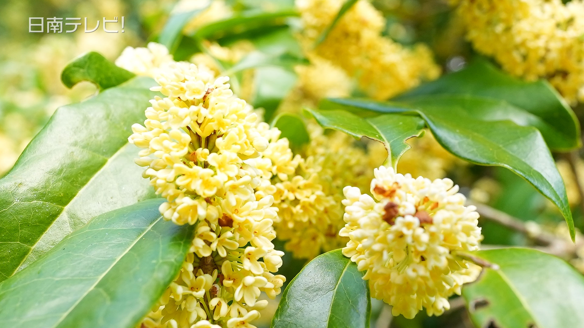 願成就寺 ウスギモクセイ