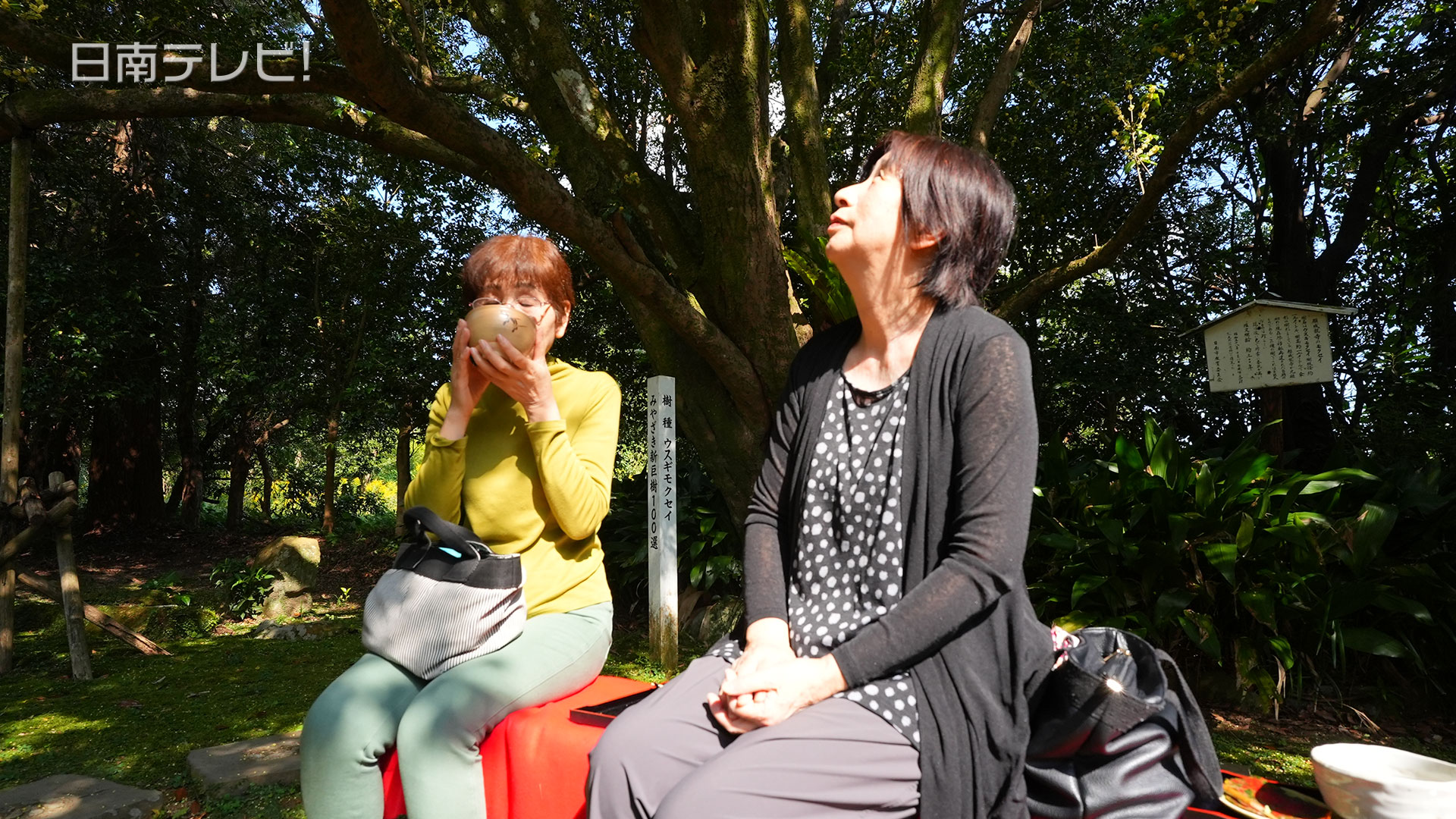 願成就寺 ウスギモクセイ