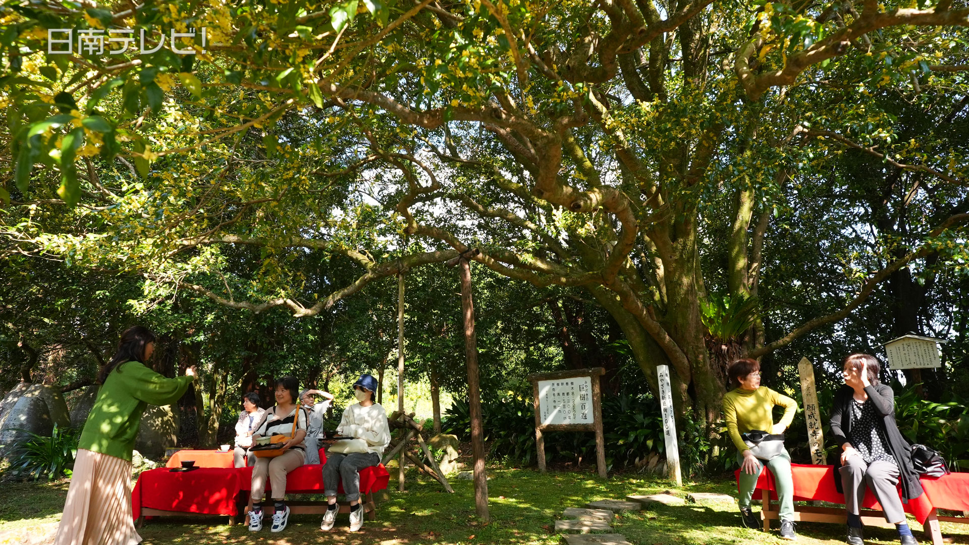 願成就寺 ウスギモクセイ