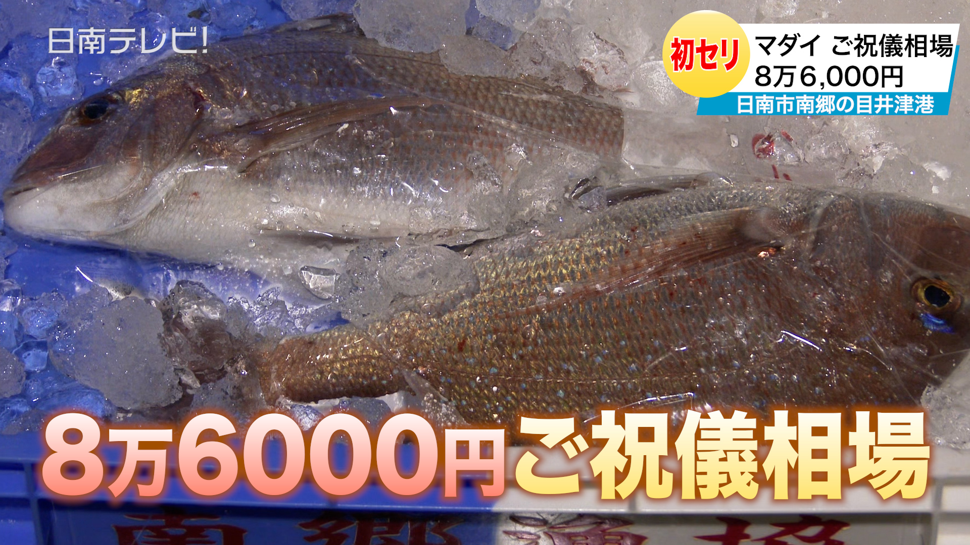 南郷の目井津港 初セリ