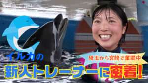 イルカの新人トレーナーに密着