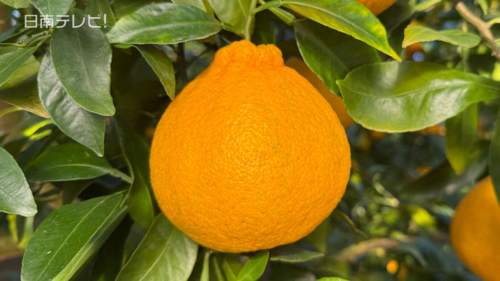 ハウス栽培「不知火」の収穫始まる