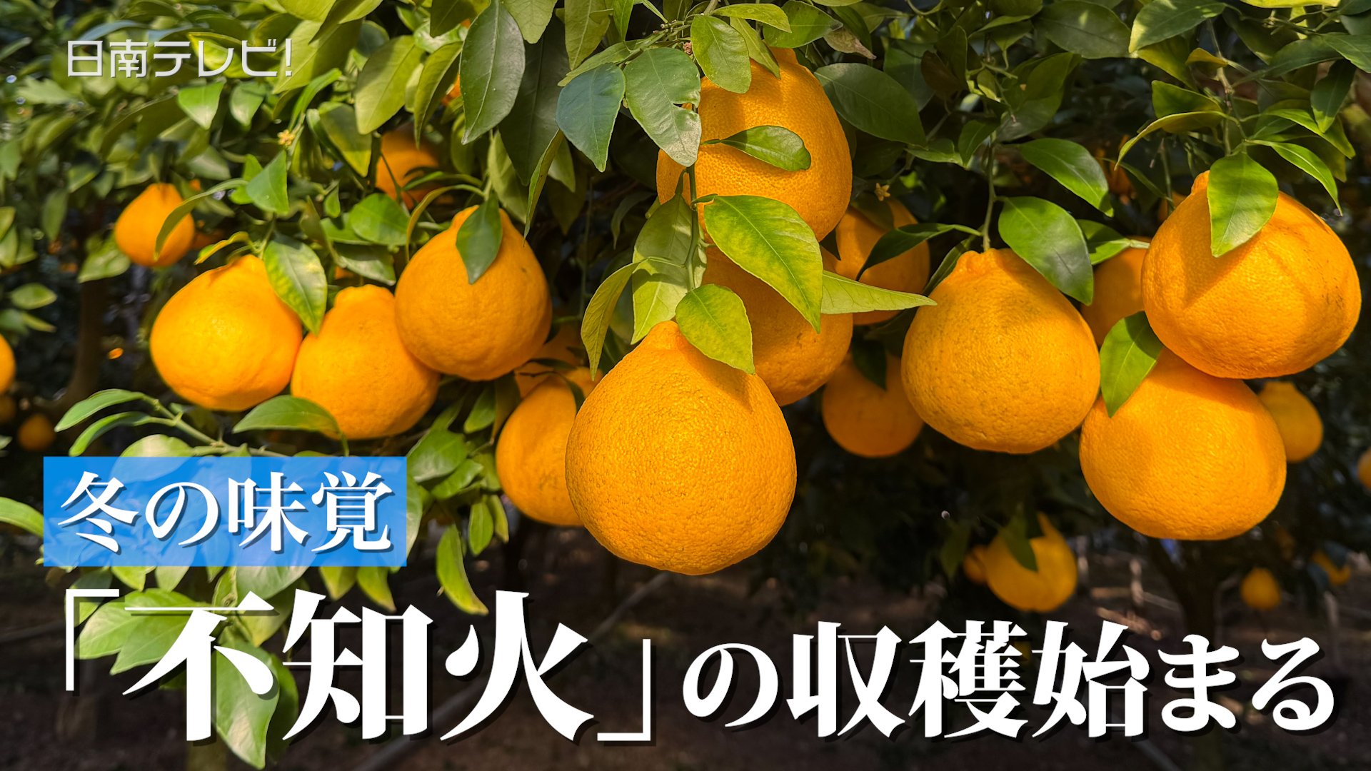 ハウス栽培「不知火」の収穫始まる