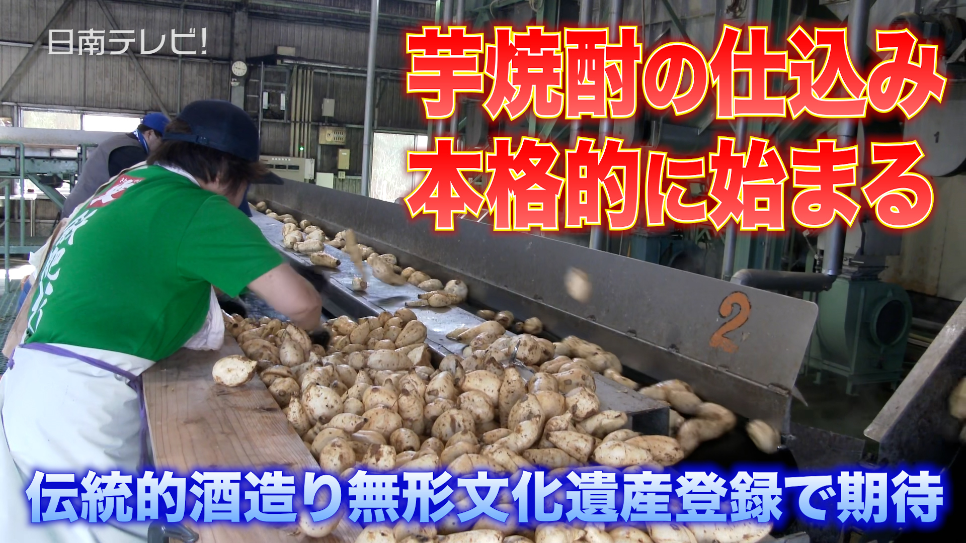 芋焼酎の仕込み 本格的に始まる　伝統的酒造り無形文化遺産登録で期待感