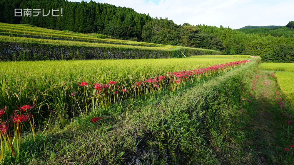 坂元棚田ヒガンバナ見頃