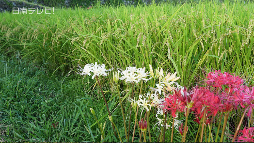 坂元棚田ヒガンバナ見頃