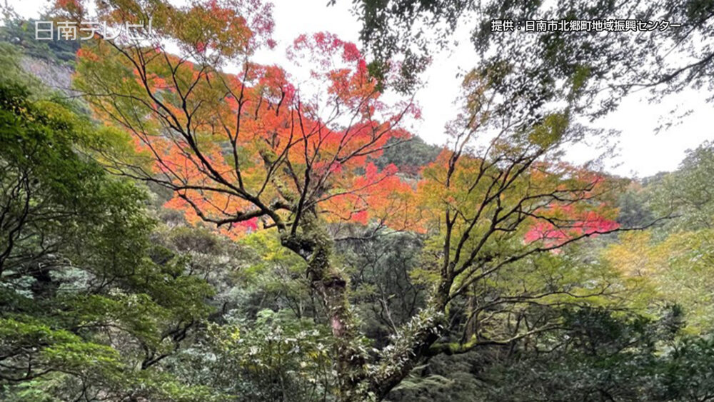 北郷の巨木「イロハモミジ」紅葉もうすぐ見頃 | 日南テレビ!（公式）