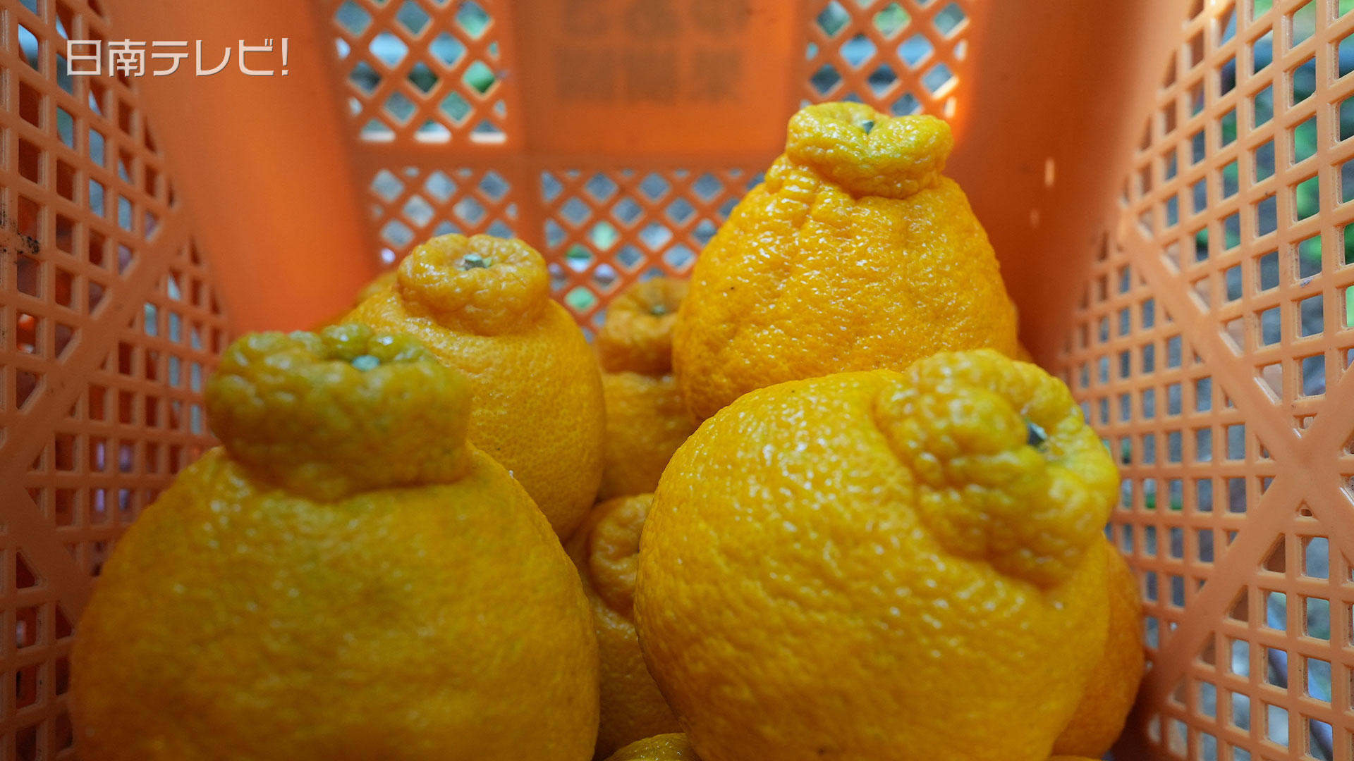 ハウス栽培「不知火」