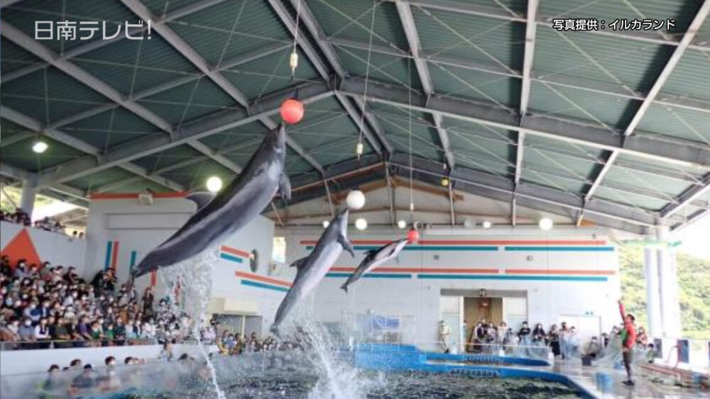 志布志湾大黒イルカランド