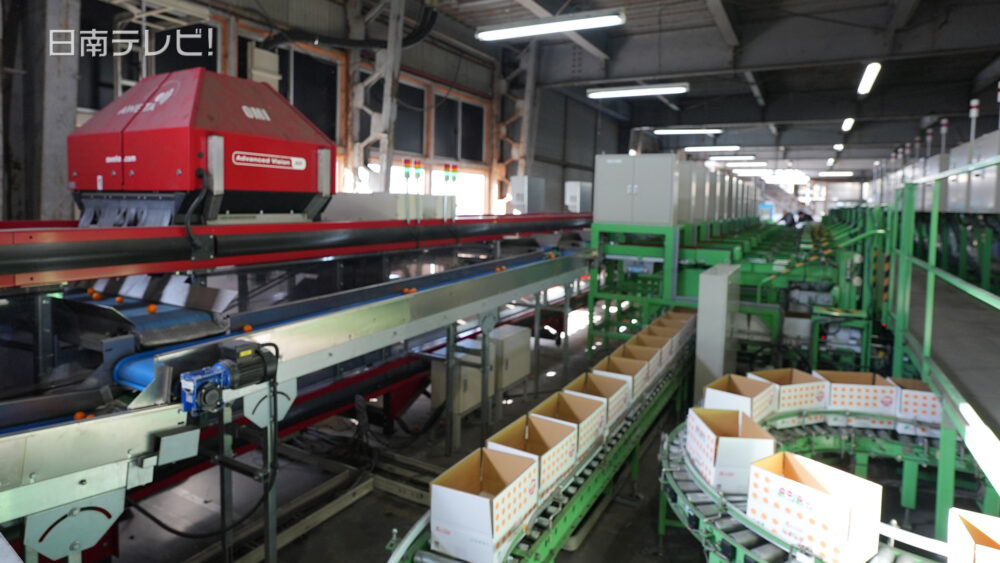 完熟きんかん出荷