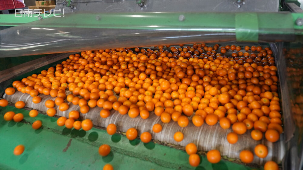 完熟きんかん出荷