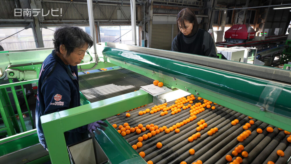 完熟きんかん出荷