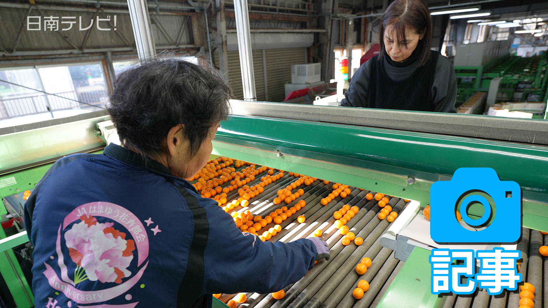 完熟きんかん出荷